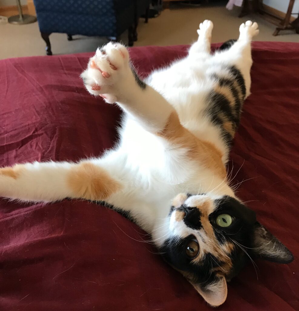 Photo of LouLou stretching